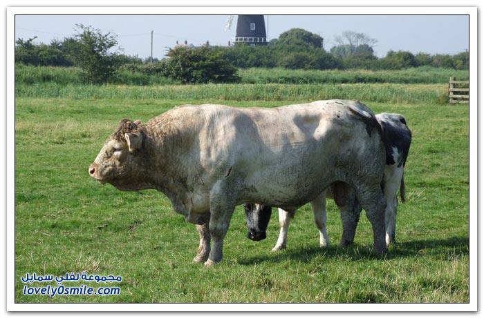 قسم تربية وتسمين العجول والأبقار والجاموس 145829283