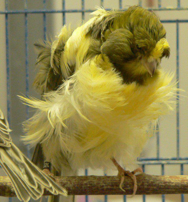 Canari Timbrado 451683911