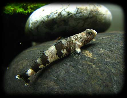 Schismatogobius ampluvinculus Esosp01