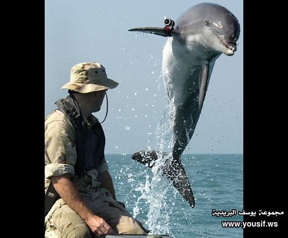 حقائق مذهلة عن الدلافين، أروع بكثير مما نتخيل 120801094