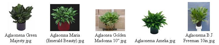 أجلونيما ~> [AGLAONEMA [CHINESE EVERGREEN  818819629