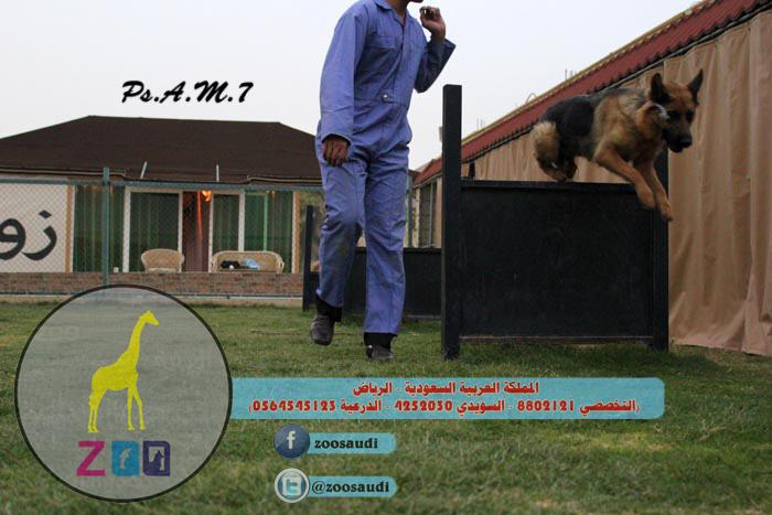 مركز زوو Zoo لتدريب الكلاب 496253680