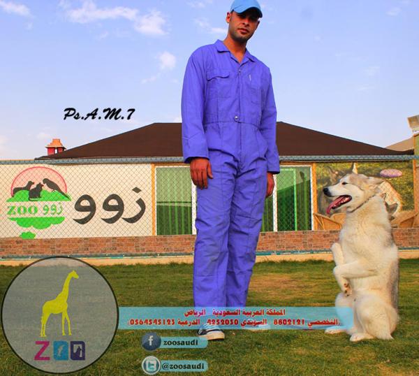 مركز زوو Zoo لتدريب الكلاب 745784587