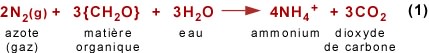 Cycle de l'azote Equation.1c