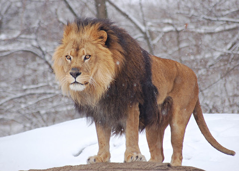 Lavovi / Lions pictures African-Lion-Panthera-leo-Male-Pittsburgh-2800px