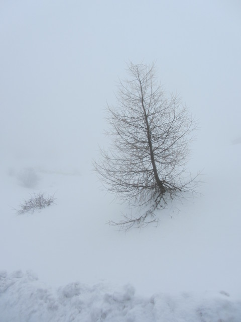 Nivotour Monte Penice (PV) 1400m 29/3/2013 - 1 metro di neve 12550125