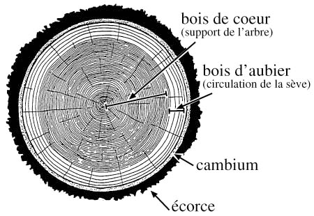 1er cours ! Arbre_coupe