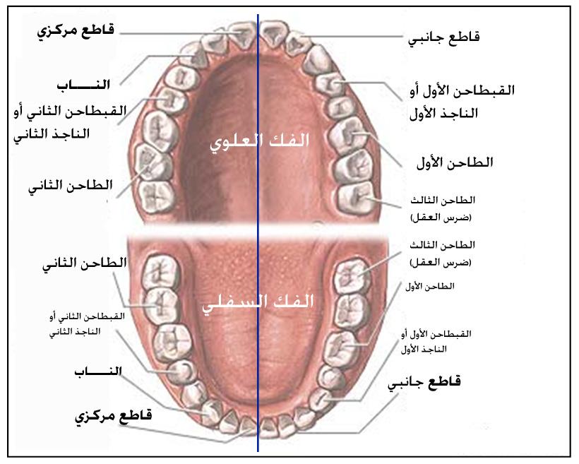            341615264