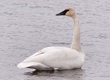 Les cygnes Cygne-trompette-4