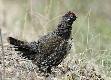 Les perdrix, gélinotte et autres oiseaux Tetras-du-Canada-3