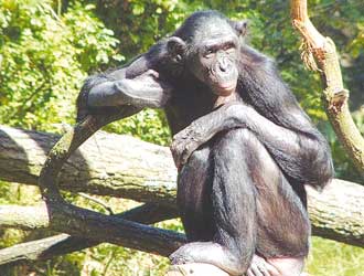 l'INTELLIGENZA PERFEZIONA LA NATURA . Bonobo