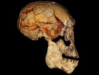 L'Homo erectus non era solo Nuovi fossili lo confermano  Paleontologia_g