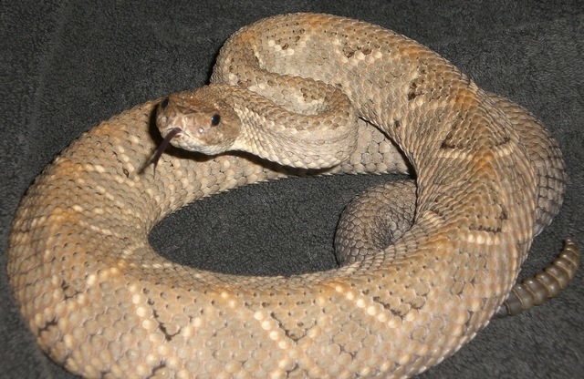 some picks of my pregnant Crotalus durissus unicolor cb 2006 8079586