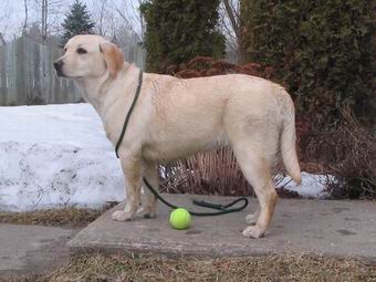 Lignées de chasse/travail ou lignée de conformation ? Molly