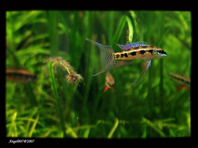 Cohabitation Apistogramma cacatuoides et Corydoras Pygmaeus 191-20070221041356