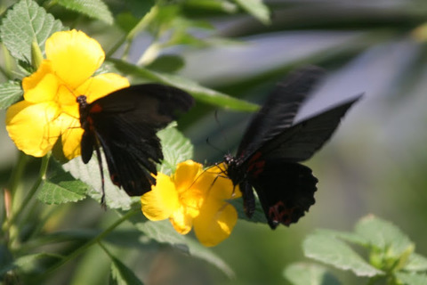 Leptiri - Page 10 060306--14273--Common-Rose-Butterflies--Butterfly-