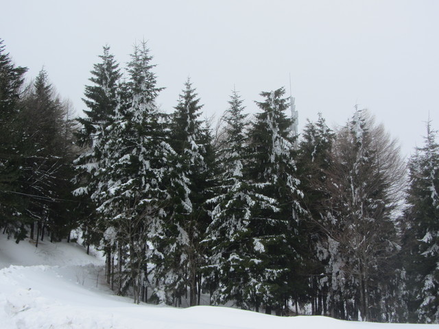 Nivotour Monte Penice (PV) 1400m 29/3/2013 - 1 metro di neve 12550033