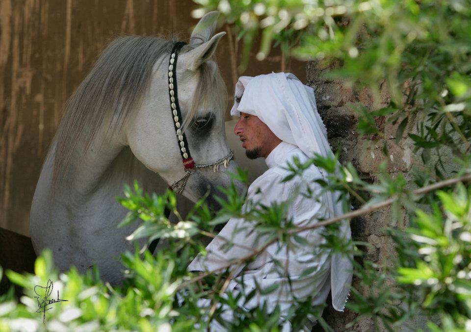 صفات الخيول العربية الأصيلة 699489462