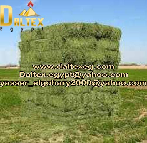 Alfalfa Bales from Daltex Egypt Company 256253649