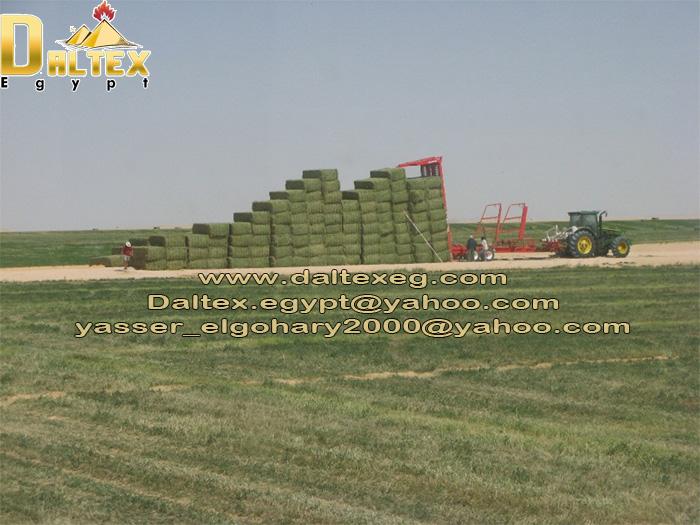 Alfalfa Bales from Daltex Egypt Company 296929230