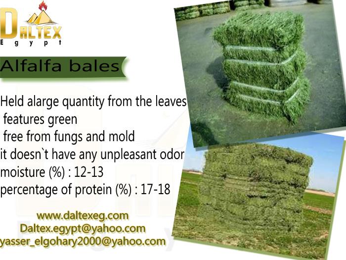 Alfalfa Bales from Daltex Egypt Company 347669503