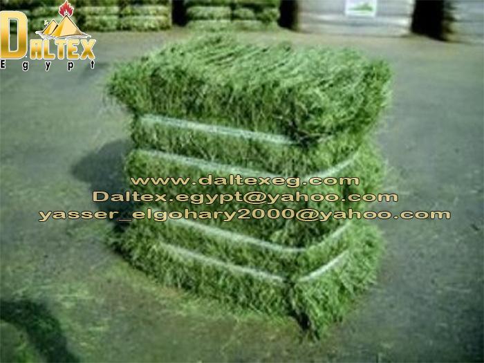 Alfalfa Bales from Daltex Egypt Company 855540109