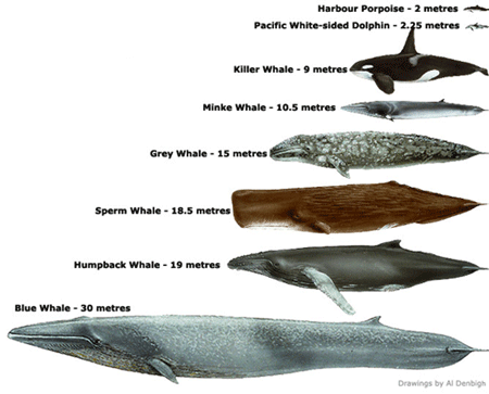 هل تعلم ان الحيتان تقطع  8500 كيلو متر عبر المحيطات من اجل الزواج 511048853