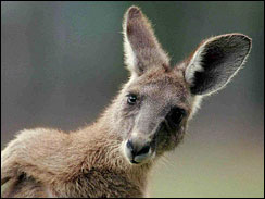 Kangaroo Breaks Window, Invades Home; Dad Thought It Was "Lunatic Ninja" Image3981325g