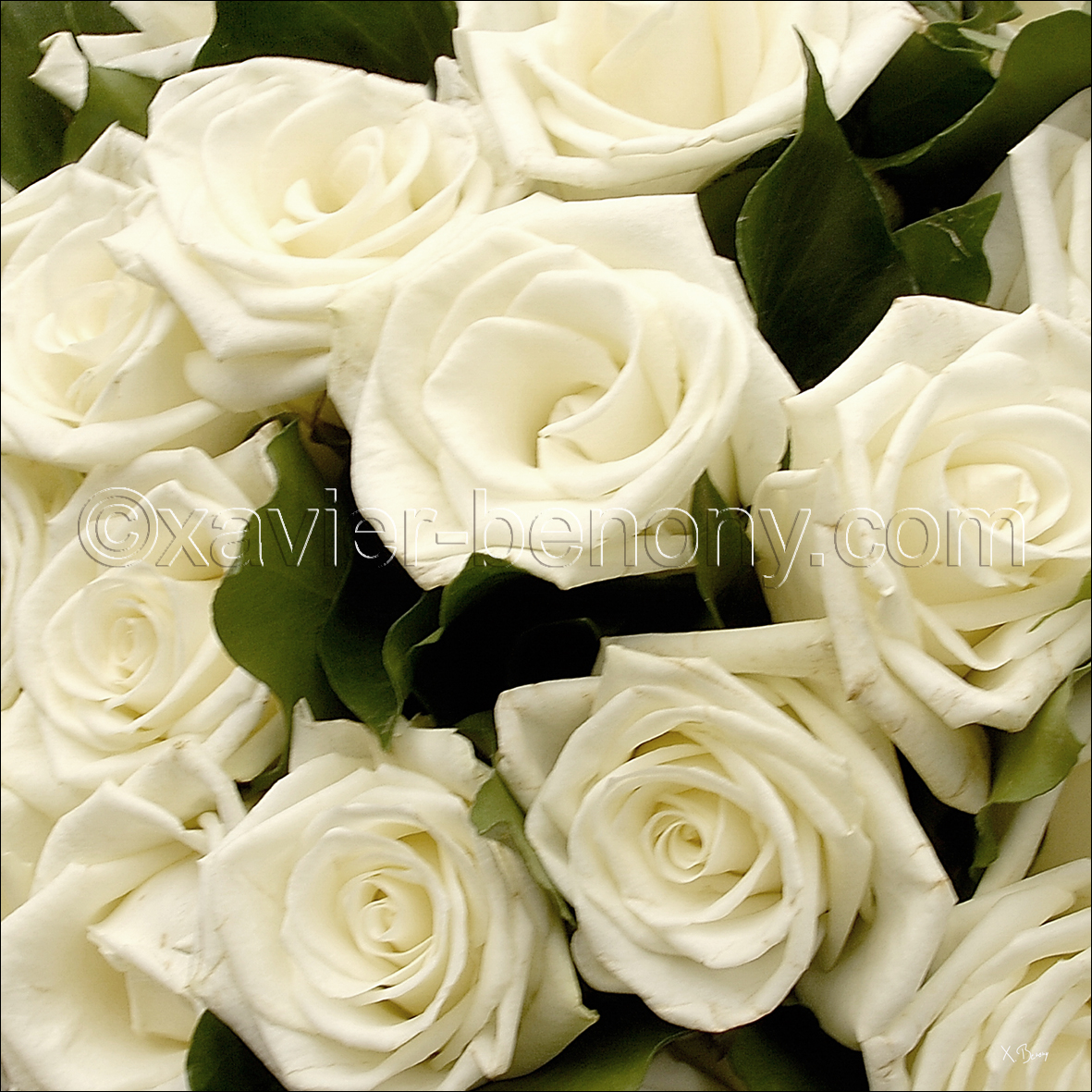 Jeu de la rose - Page 2 Bouquet%20de%20roses%20blanches