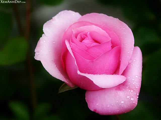 Beautiful rose photos