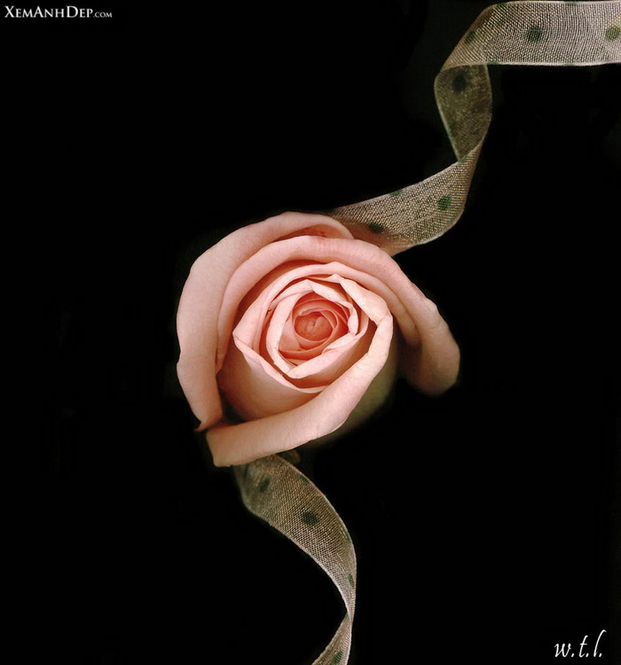 Beautiful rose photos