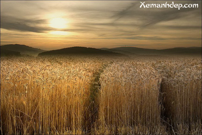 Corn field photos