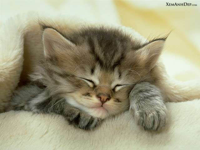 Cute kitten photos