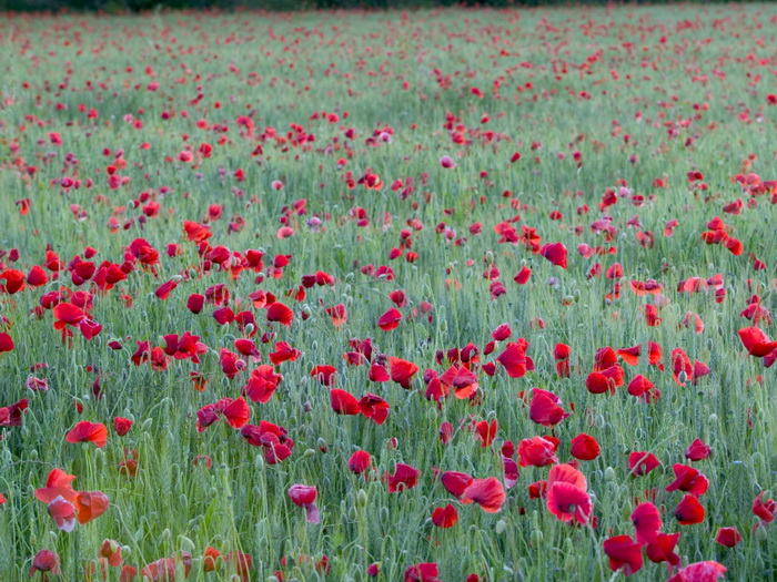 Hoa đẹp Flower-field01