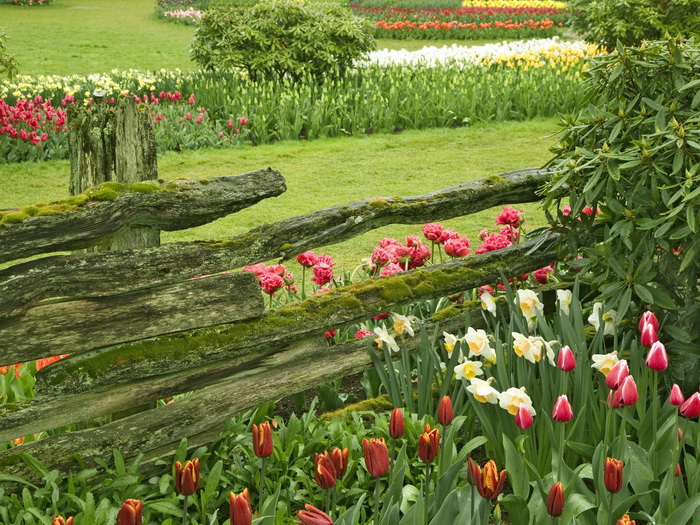 Hoa đẹp Flower-field05