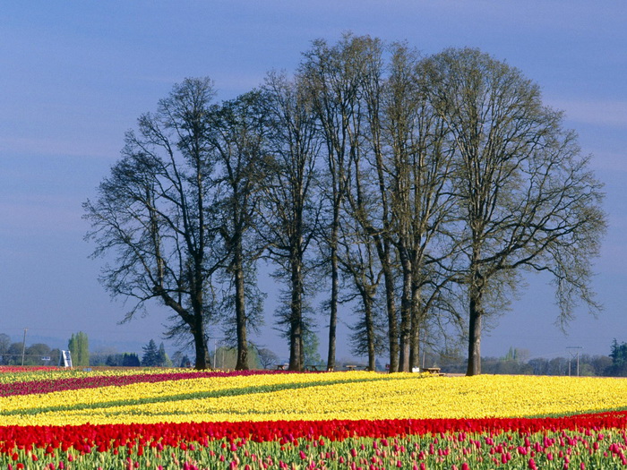 Hoa đẹp Flower-field09