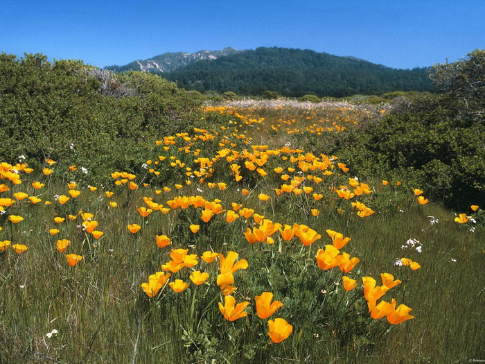 Hoa đẹp Flower-field13