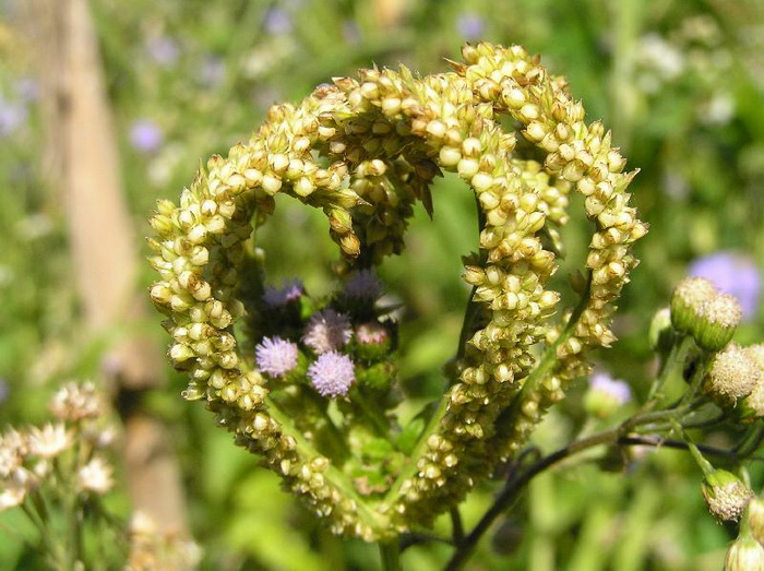 صور رائعة - صفحة 2 Heart-leaves01