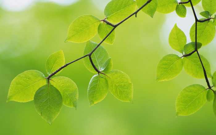 Lá Xanh – Green Leaves Hinh-nen-la-xanh03