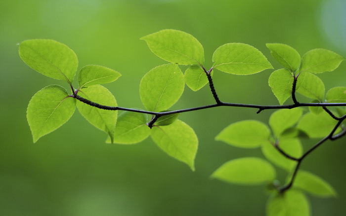 Lá Xanh – Green Leaves Hinh-nen-la-xanh05