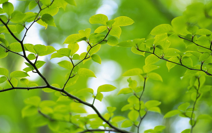 Lá Xanh – Green Leaves Hinh-nen-la-xanh06