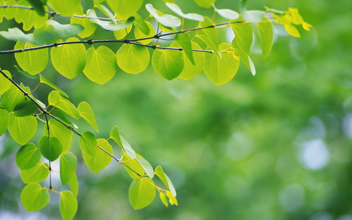 Lá Xanh – Green Leaves Hinh-nen-la-xanh07