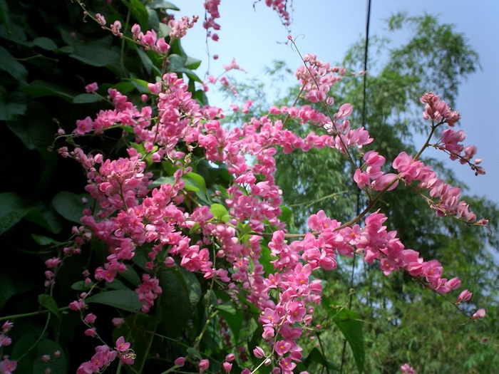 Hoa Đẹp – Beautiful Flower Hoa-ti-gon15