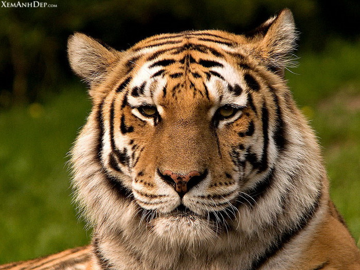 King of the forest: lion, tiger, cheetah photo stock