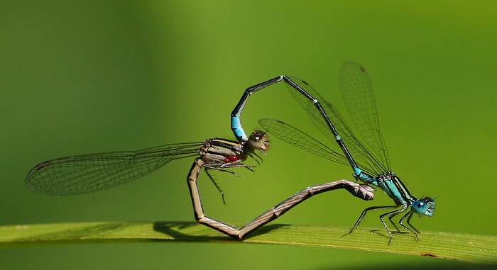 صور رائعة - صفحة 2 Nature-heart03