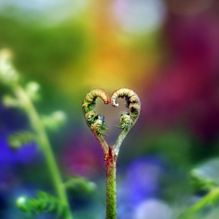 صور رائعة - صفحة 2 Nature-heart26