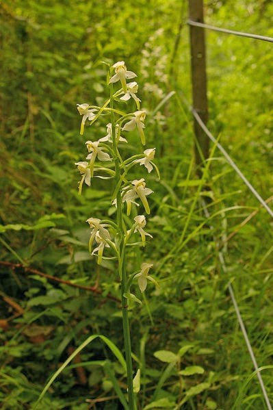 Thú nuôi, cây cảnh:  Chia sẻ bí kíp trồng và chăm sóc hoa lan phi điệp ra hoa  Hochstetter-orchid