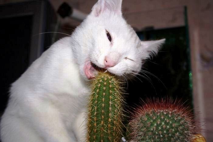 Et si j'en mettais deux pour le prix d'un... Chat-cactus