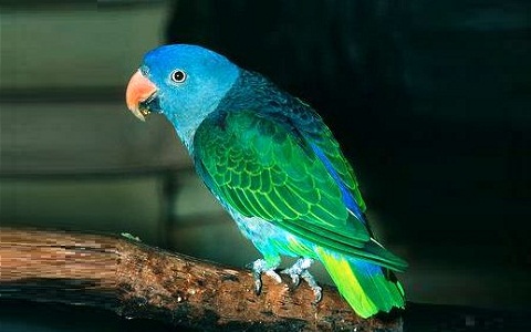 mes animaux 3Perruche-%C3%A0-croupion-bleu-Psittinus-cyanurus-Blue-rumped-Parrot