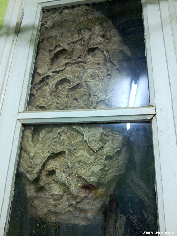 Un nid dans la fenêtre... FRELONS_20171006_191505